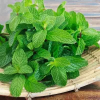 Купить Мята Снежана