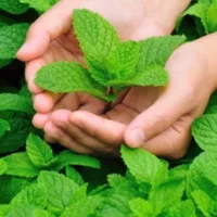 Купить семена Мята Ворожея