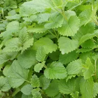 Купить семена Мята Ворожея