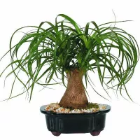 купить Пальма Бокарнея (Нолина)