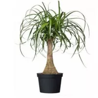 купить Пальма Бокарнея (Нолина)