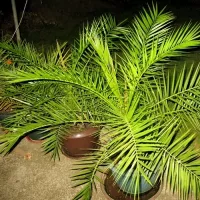 купить Пальма финик канарский Луксор