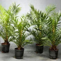 купить Пальма финик канарский Луксор