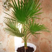 Купить Вашингтония Майами нитеносная пальма