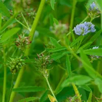 Купить семена Пажитник голубой Изумительный аромат