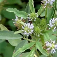 Купить семена Пажитник голубой Изумительный аромат