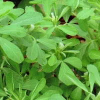 Купить семена Пажитник Гурман