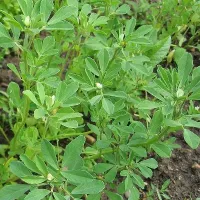 Купить семена Пажитник Гурман