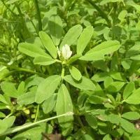 Купить Пажитник Фенугрик