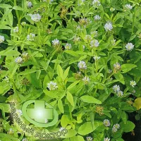 Купить семена Пажитник Шамбала