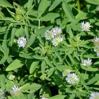 Купить семена Пажитник Шамбала