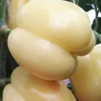 Kupte si semena Býka Pepper White