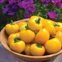 Купить семена Перец желтый Янтарный (сортотип Ратунда) Гогошары