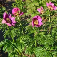 Купить Пион Марьин корень