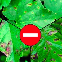 Купить семена Профит Голд