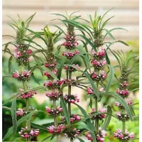 Купить семена Пустырник Сердечный