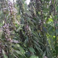 Купить семена Пустырник Сердечный