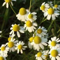 Купить семена Ромашка аптечная Подмосковная