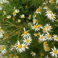 Купить семена Ромашка аптечная Подмосковная