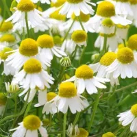Купить семена Ромашка аптечная Айболит