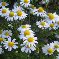 Купить семена Ромашка аптечная Айболит