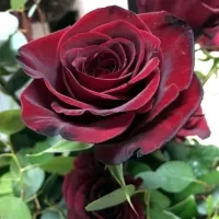 Купить Роза Черная Магия