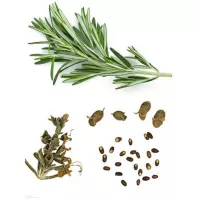 Купить семена Розмарин Нежность