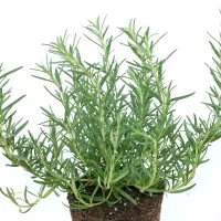 Купить семена Розмарин Нежность