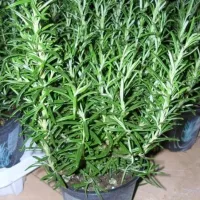 Купить семена Розмарин Волшебный Эликсир