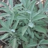 Купить семена Шалфей Целитель