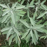 Купить семена Шалфей Целитель