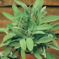 Купить семена Шалфей Добрыня