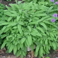 Купить семена Шалфей Добрыня