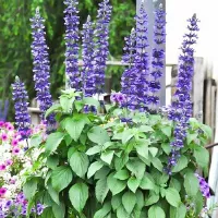 Купить Шалфей испанский (чиа)