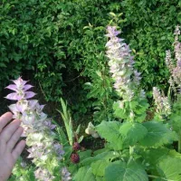 Купить Шалфей Вознесенский декоративный