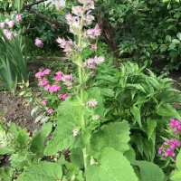 Купить Шалфей Вознесенский декоративный