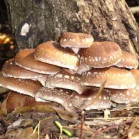 Купить гриб Шиитаке Летний