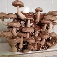 Купить гриб Шиитаке Летний