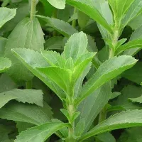 Купить семена Стевия Медовая травка