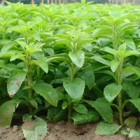 Купить семена Стевия Медовая травка