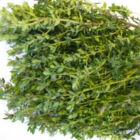 Купить семена Тимьян Лимонный