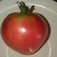 Купить семена томат Фрекен Бок