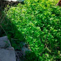 Купить Торнадо от сорняков