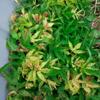 Купить Торнадо от сорняков