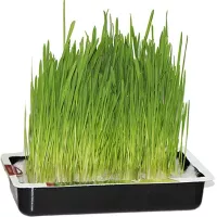 Купить семена Трава для кошек