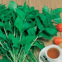 Купить семена Валериана Кардиола