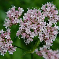 Купить семена Валериана Кардиола