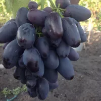 Купить Виноград Алвика