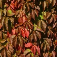 купить Виноград девичий Дон Жуан