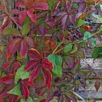 купить Виноград девичий Дон Жуан